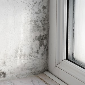 Moho y humedad: la pesadilla de muchos hogares según Soler & Palau