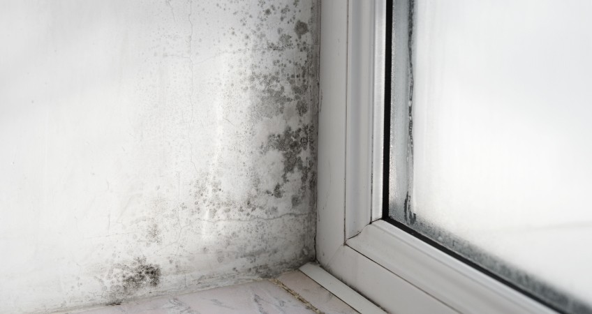Moho y humedad: la pesadilla de muchos hogares según Soler & Palau